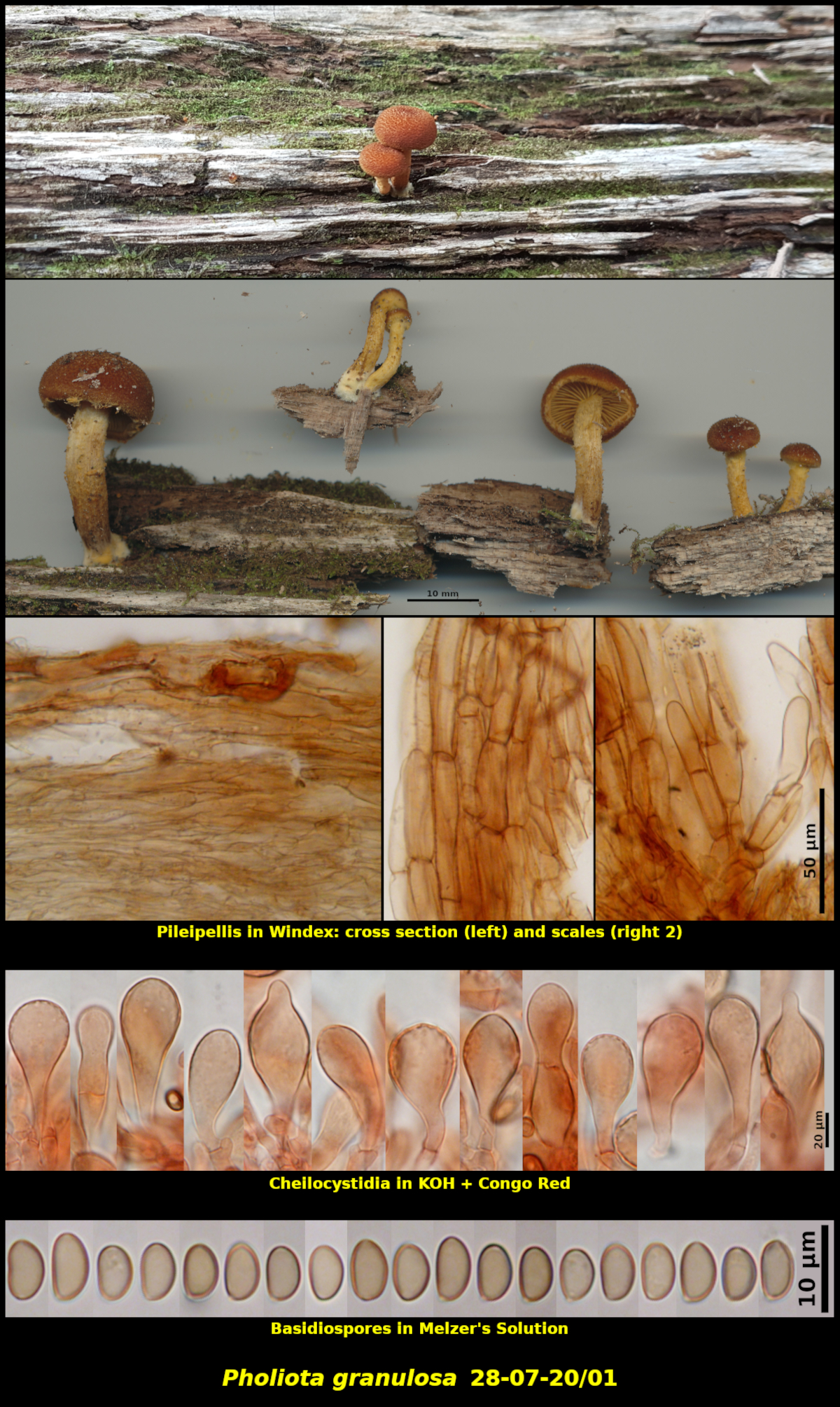 Picture of <i>Pholiota granulosa</i> 28-07-20/01